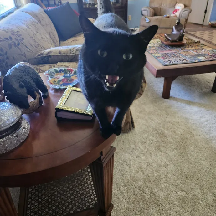 Purrfect Pals Pet Sitting