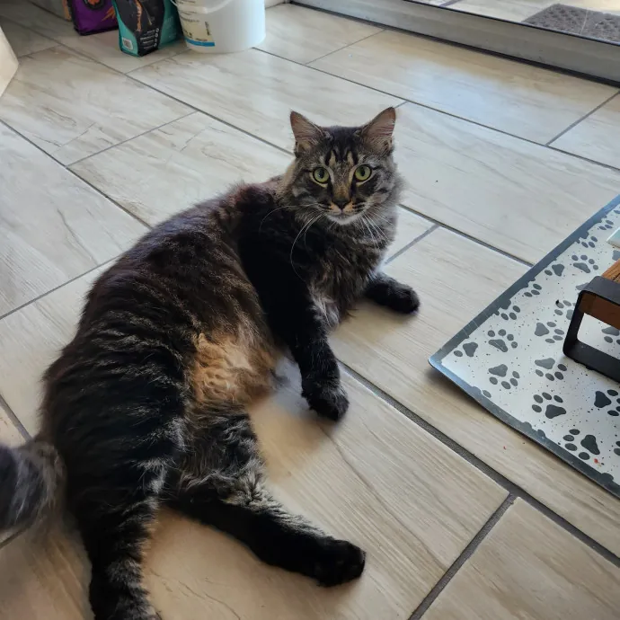 Purrfect Pals Pet Sitting