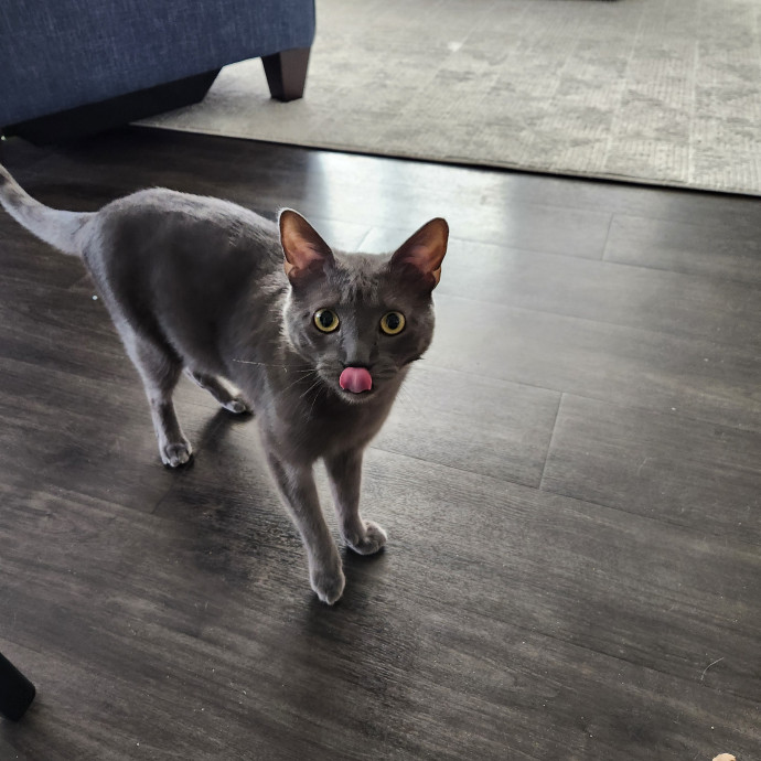 Purrfect Pals Pet Sitting
