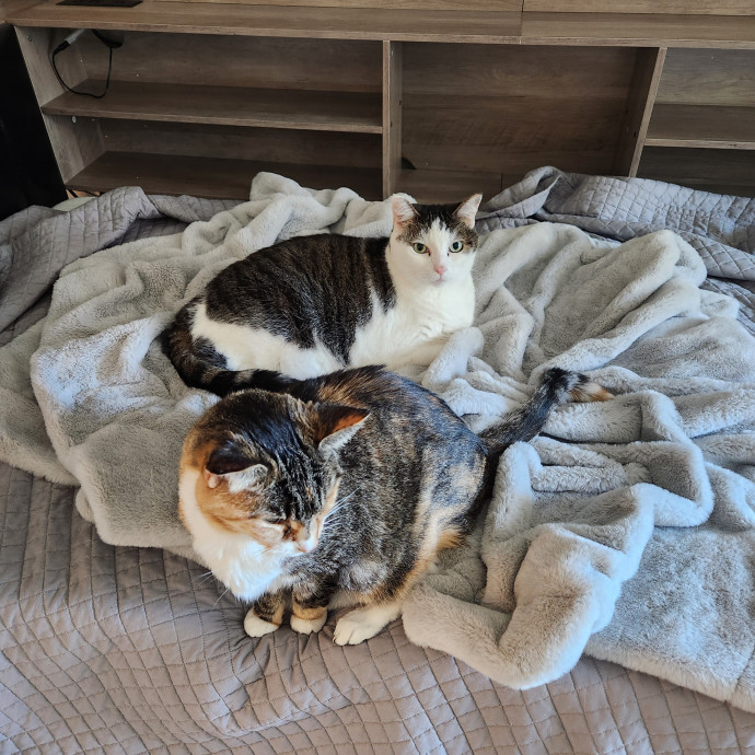 Purrfect Pals Pet Sitting
