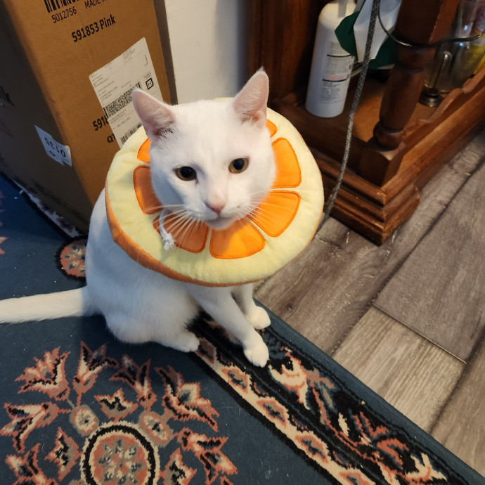 Purrfect Pals Pet Sitting