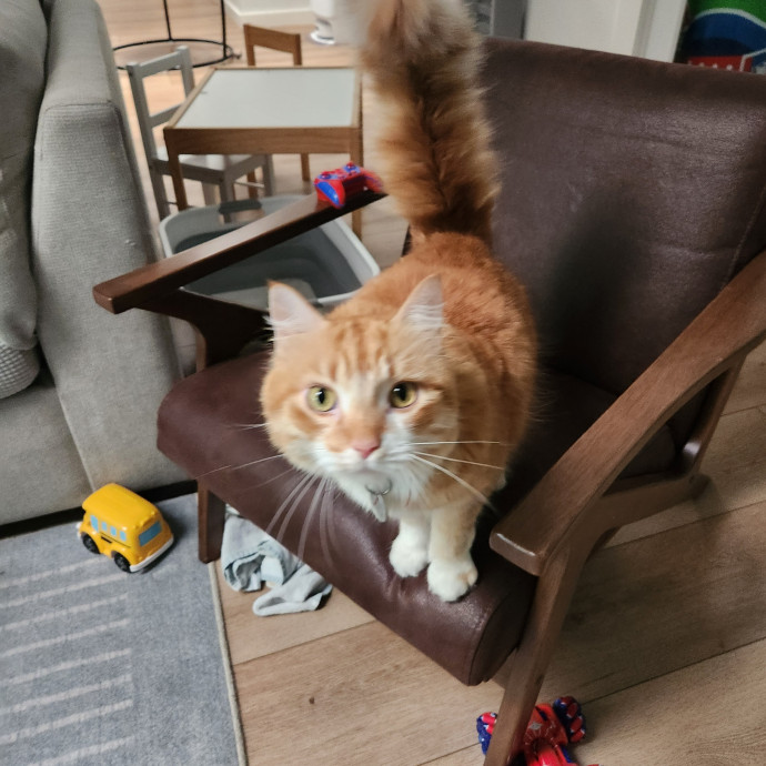 Purrfect Pals Pet Sitting