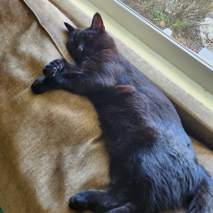 Purrfect Pals Pet Sitting