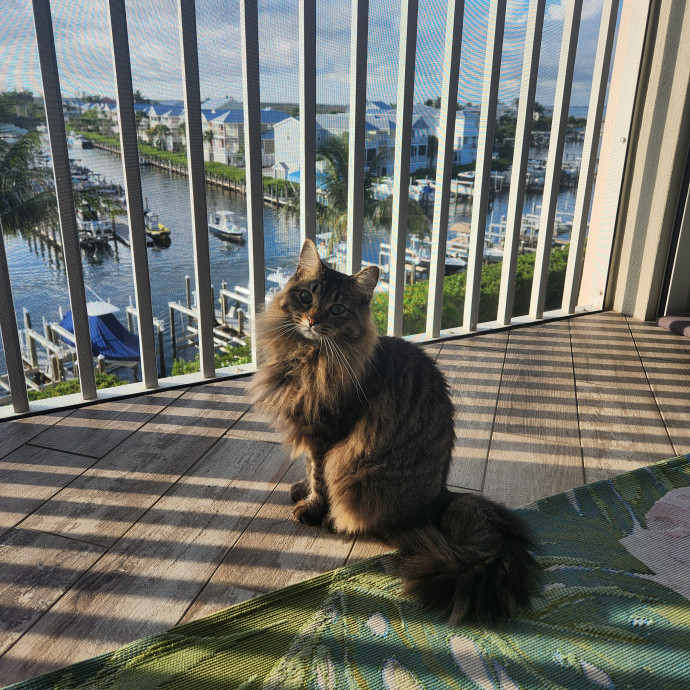 Purrfect Pals Pet Sitting