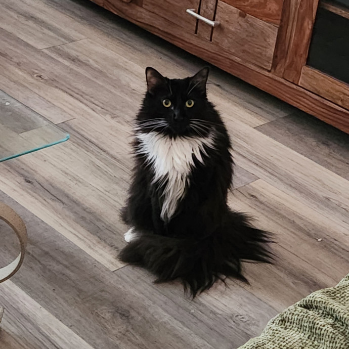 Purrfect Pals Pet Sitting