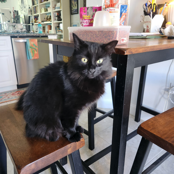 Purrfect Pals Pet Sitting
