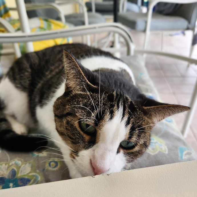 Purrfect Pals Pet Sitting