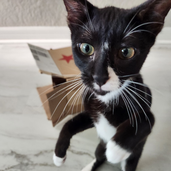 Purrfect Pals Pet Sitting