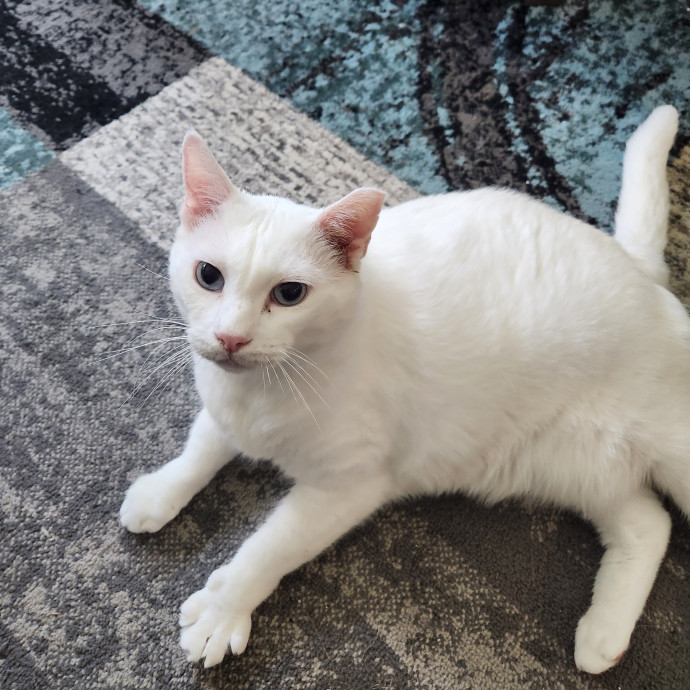 Purrfect Pals Pet Sitting