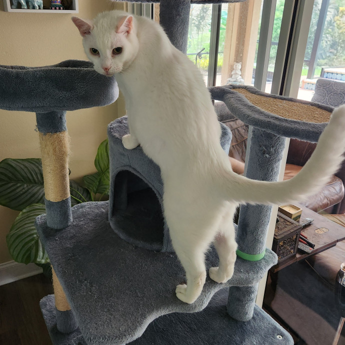 Purrfect Pals Pet Sitting