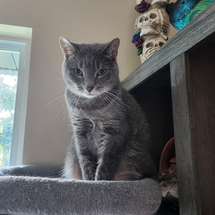 Purrfect Pals Pet Sitting