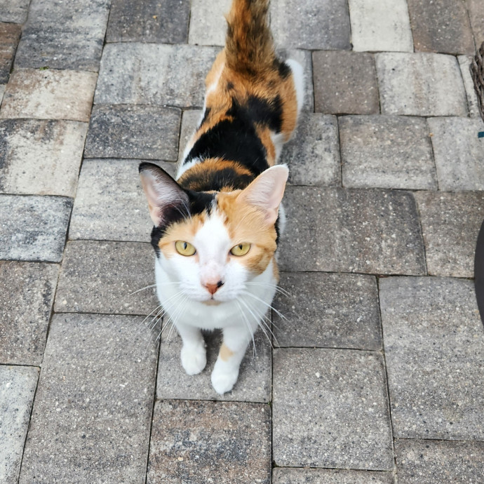 Purrfect Pals Pet Sitting photo 3