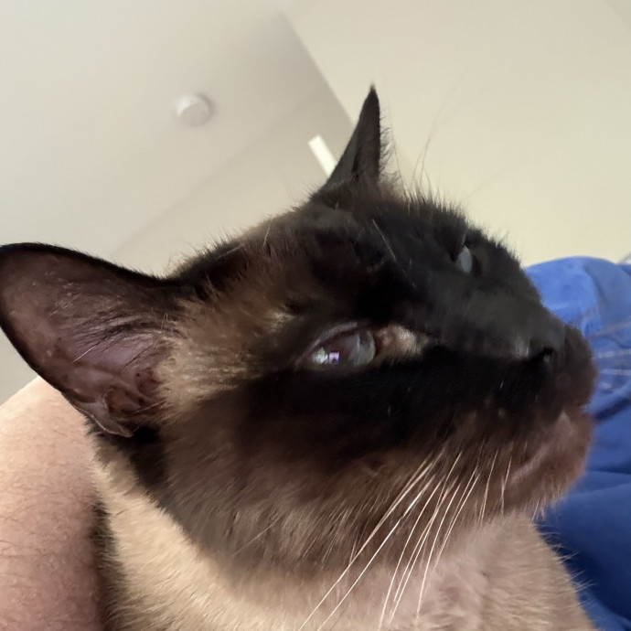 Christo-Purr Cat Care