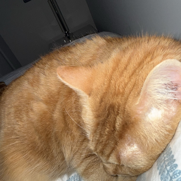 Christo-Purr Cat Care