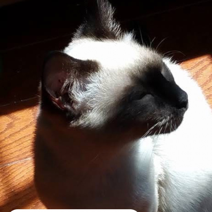 Christo-Purr Cat Care