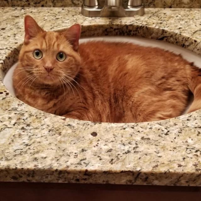 Christo-Purr Cat Care photo 2