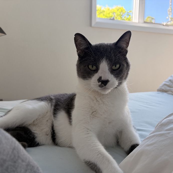 Experienced Cat Sitter