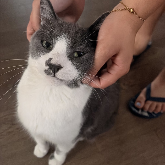 Experienced Cat Sitter