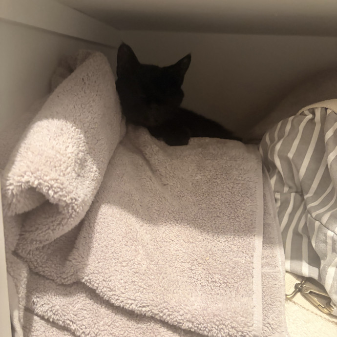 Experienced Cat Sitter photo 3
