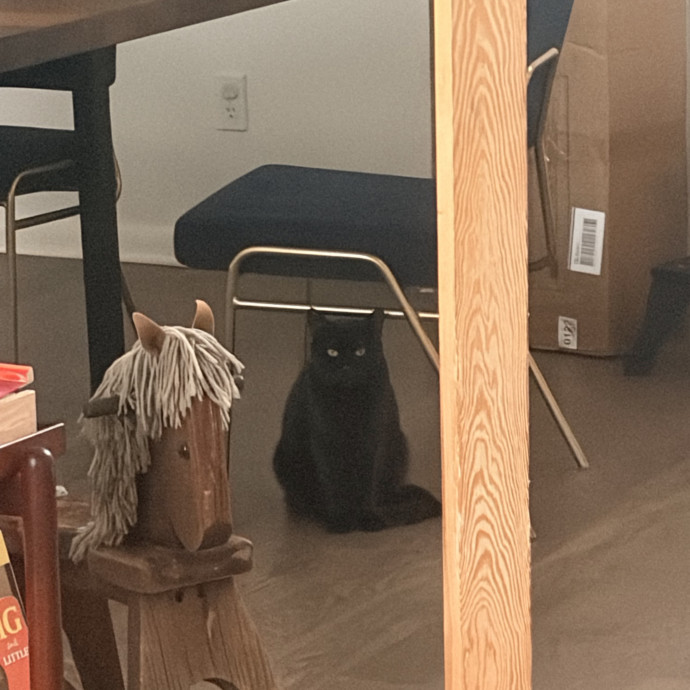 Experienced Cat Sitter photo 2
