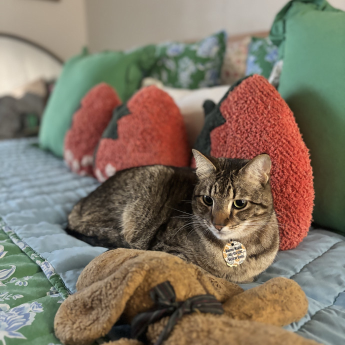 Community Cat Mom