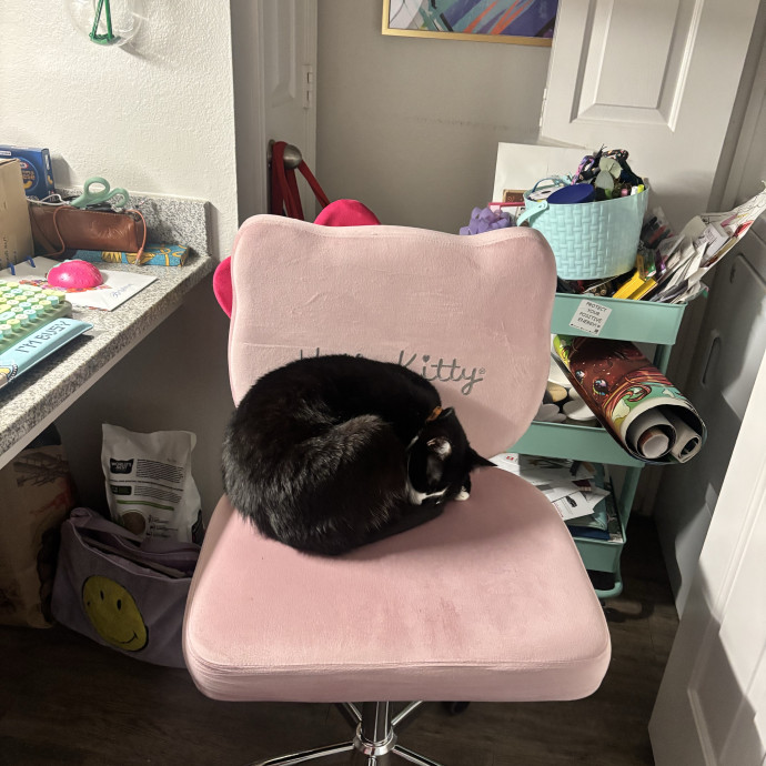 Community Cat Mom photo 3