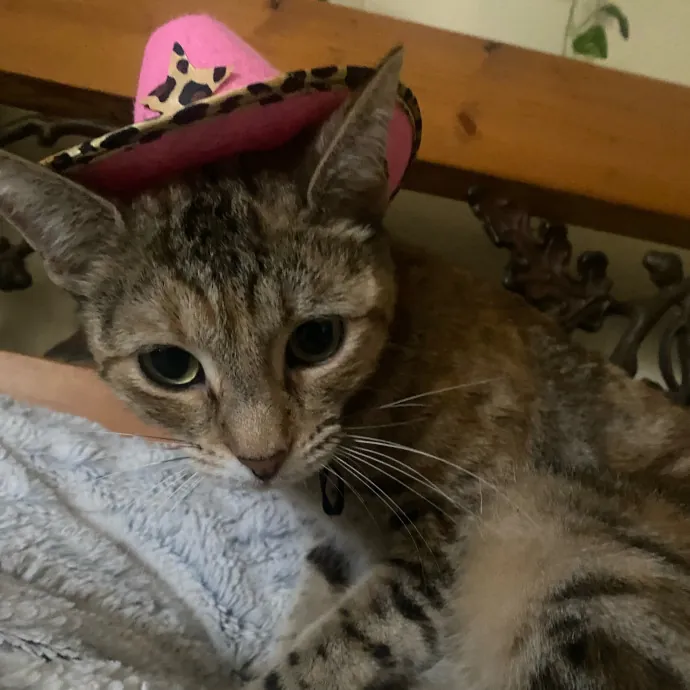 Ari's Kitty Vacation