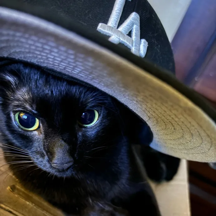 Ari's Kitty Vacation