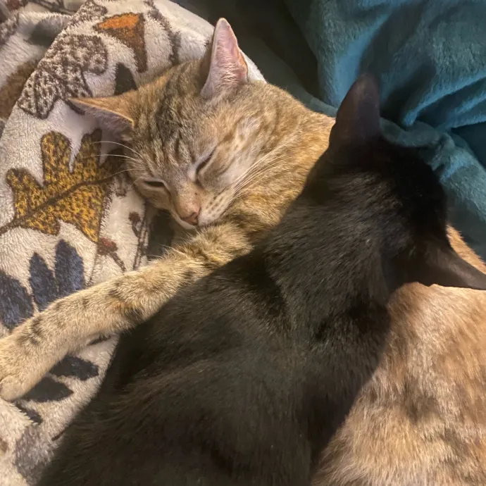 Ari's Kitty Vacation