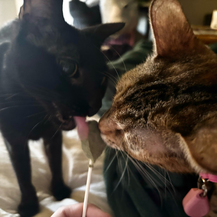 Ari's Kitty Vacation