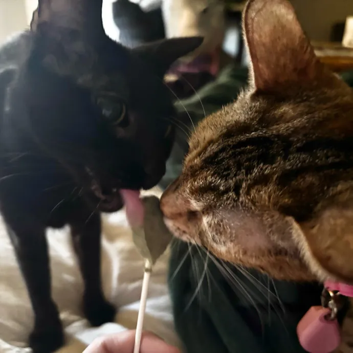 Ari's Kitty Vacation