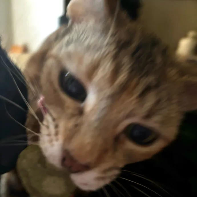 Ari's Kitty Vacation