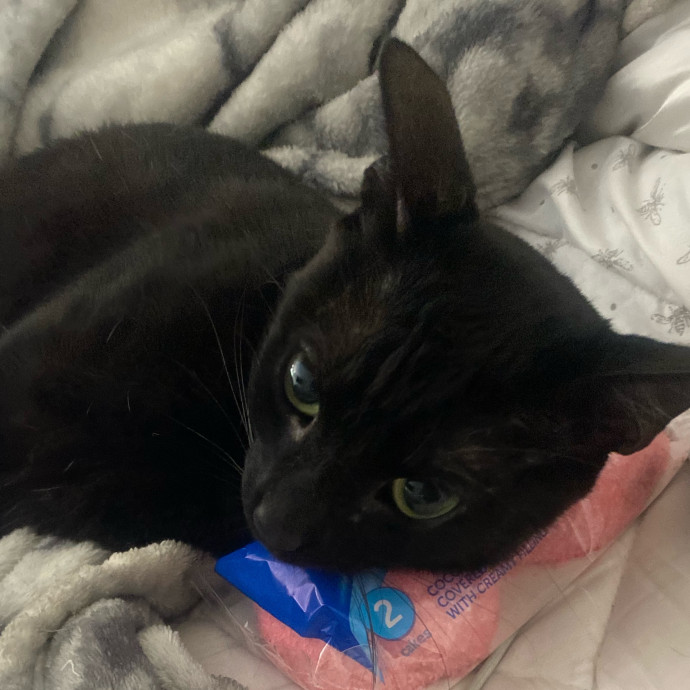 Ari's Kitty Vacation