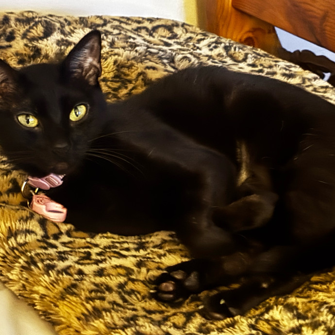 Ari's Kitty Vacation