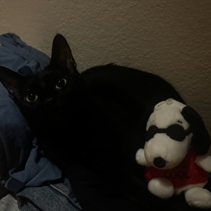 Ari's Kitty Vacation