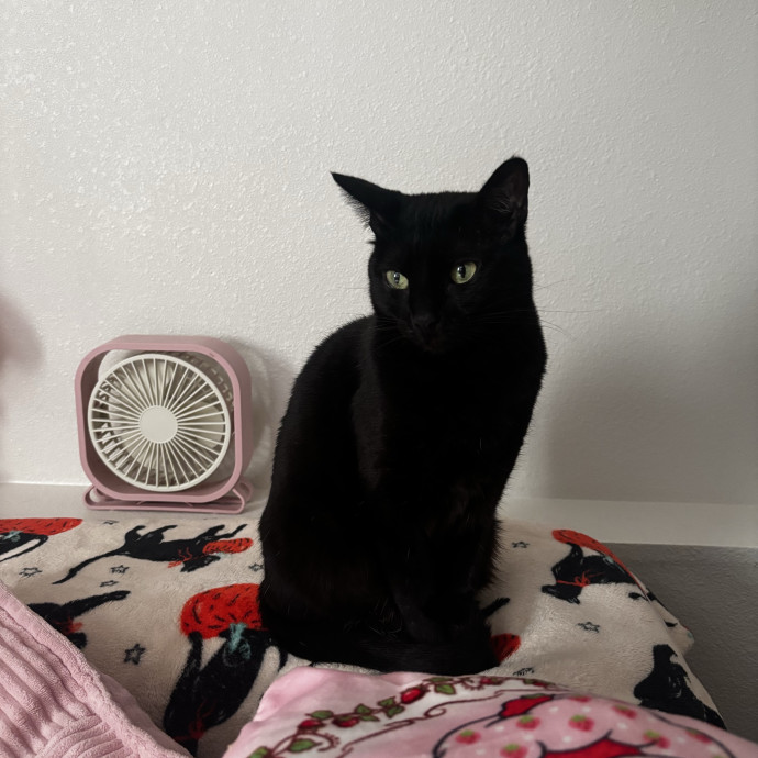 Ari's Kitty Vacation photo 2