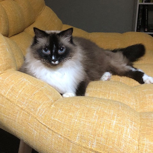 Plano Kitty Sitter photo 3
