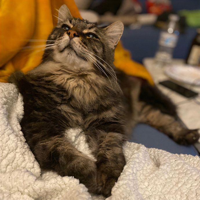 Julie's Purrfessional Cat Care