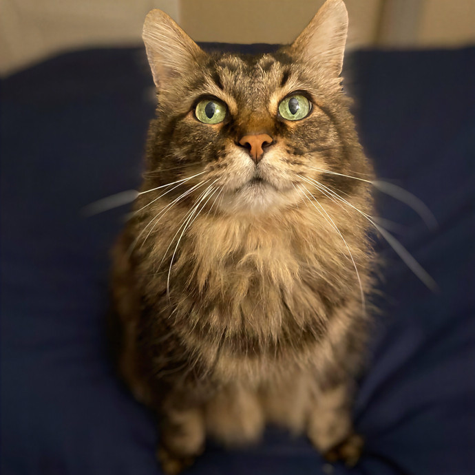 Julie's Purrfessional Cat Care
