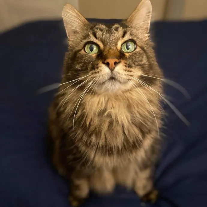 Purrfessional Cat Care - Made To Meet Your Kitty Sitting Needs