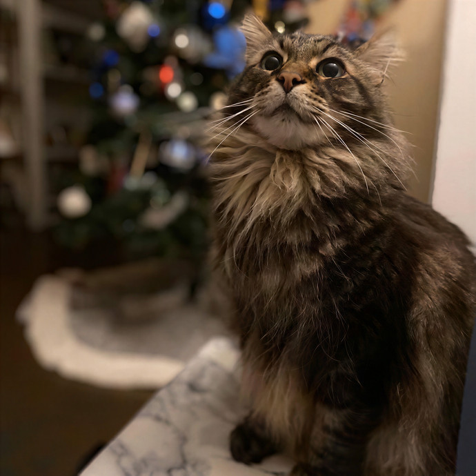Julie's Purrfessional Cat Care
