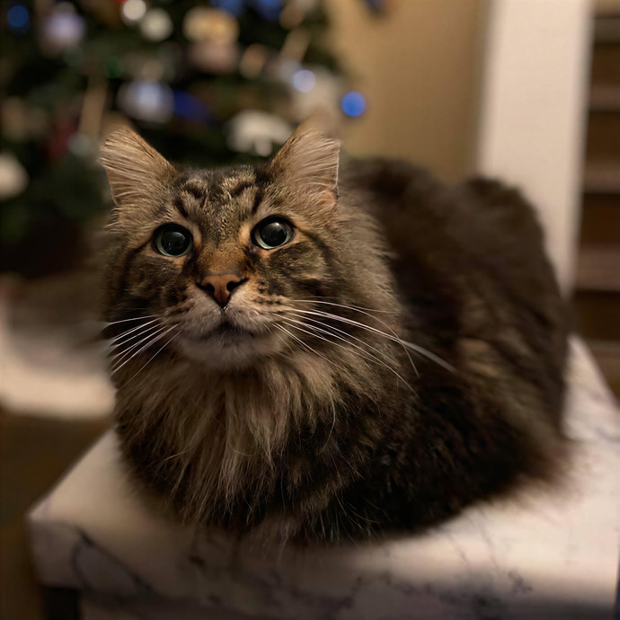 Julie's Purrfessional Cat Care