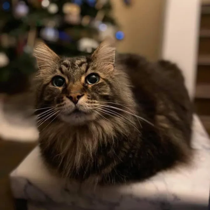 Purrfessional Cat Care - Made To Meet Your Kitty Sitting Needs