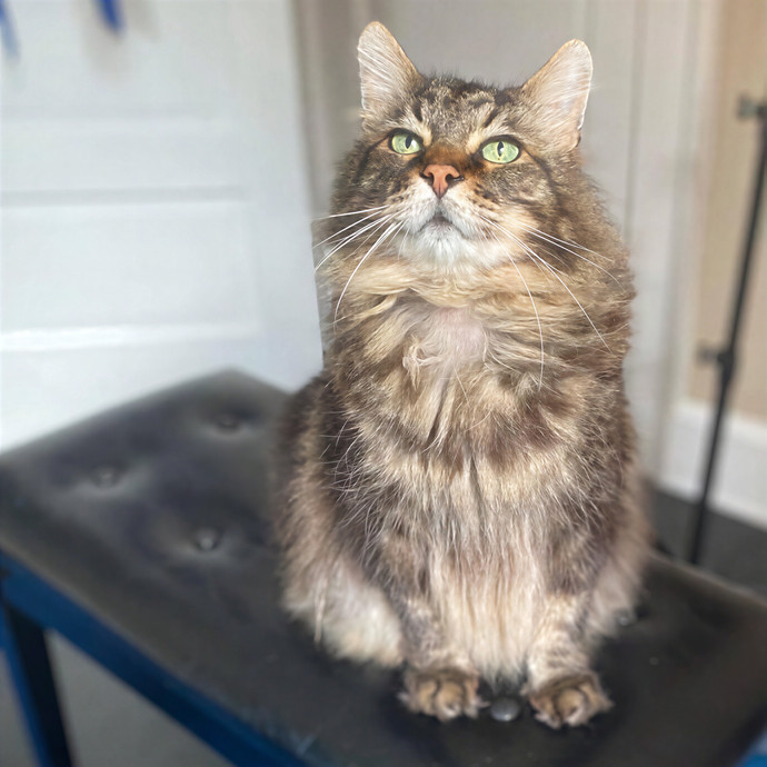 Julie's Purrfessional Cat Care