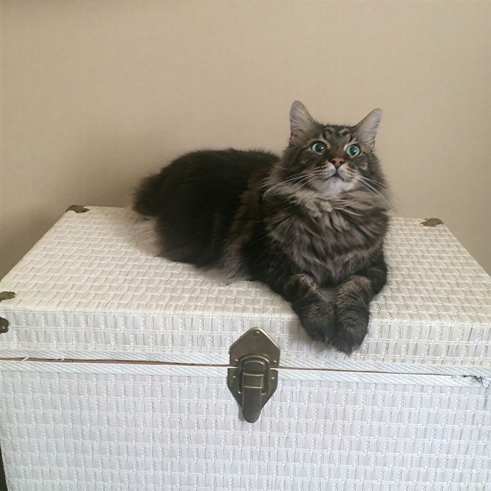 Julie's Purrfessional Cat Care