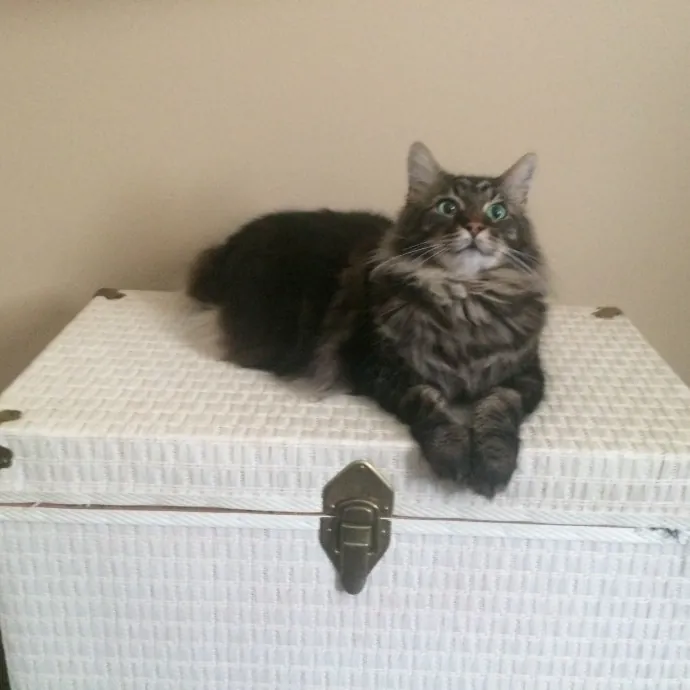 Purrfessional Cat Care - Made To Meet Your Kitty Sitting Needs