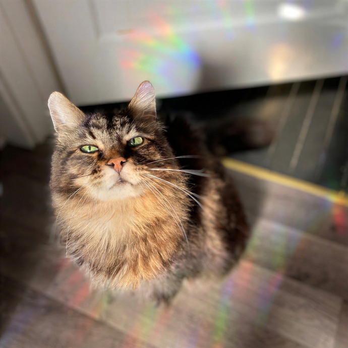 Julie's Purrfessional Cat Care