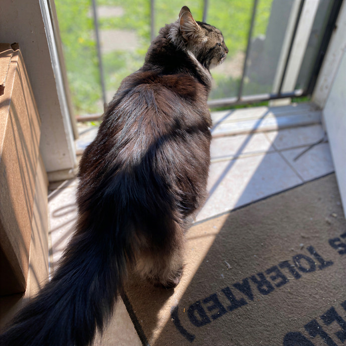 Julie's Purrfessional Cat Care