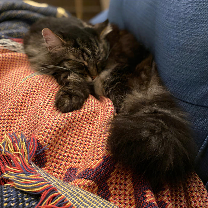 Julie's Purrfessional Cat Care