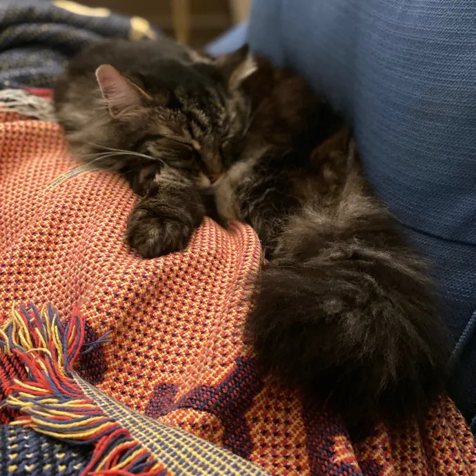 Purrfessional Cat Care - Made To Meet Your Kitty Sitting Needs